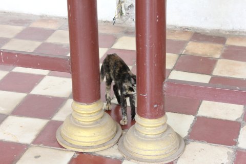 IMG_1732.JPG