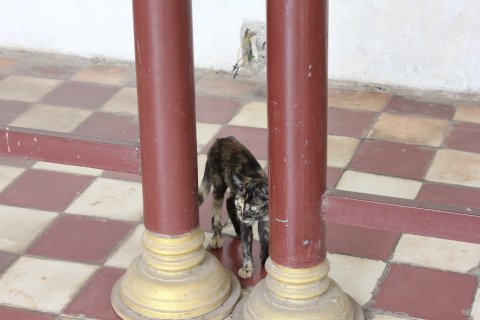 IMG_1733.JPG